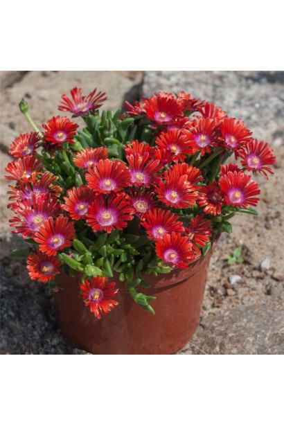 ДолеспермаСанделла Ред в горщику